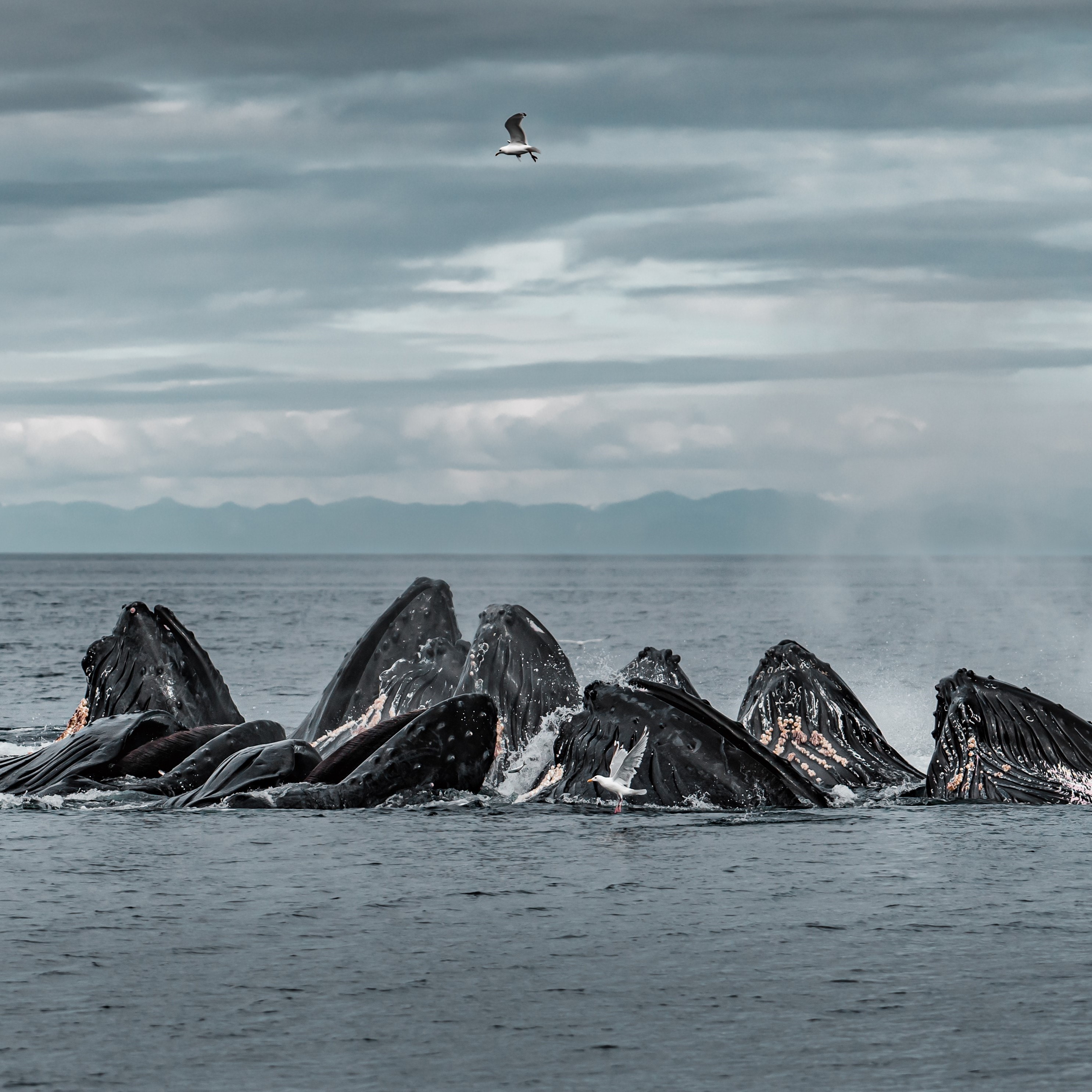 Whale Watching